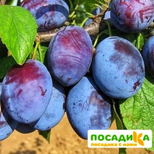 Слива Чачакская ранняя купить по цене от 229.00р. в интернет-магазине «Посадика» с доставкой почтой в в Гагарине и по всей России – [изображение №1].