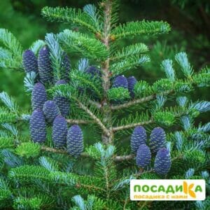 Пихта корейская (Abies koreana) купить по цене от 450.00р. в интернет-магазине «Посадика» с доставкой почтой в в Гагарине и по всей России – [изображение №1].