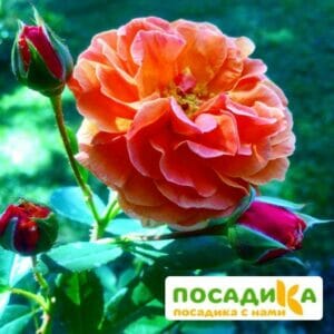 Роза Арабия купить по цене от 350.00р. в интернет-магазине «Посадика» с доставкой почтой в в Гагарине и по всей России – [изображение №1].