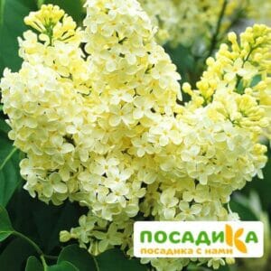 Сирень Примроуз (Primrose) купить по цене от 529.00р. в интернет-магазине «Посадика» с доставкой почтой в в Гагарине и по всей России – [изображение №1].