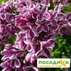 Сирень Сенсация купить по цене от 529.00р. в интернет-магазине «Посадика» с доставкой почтой в в Гагарине и по всей России – [изображение №1].