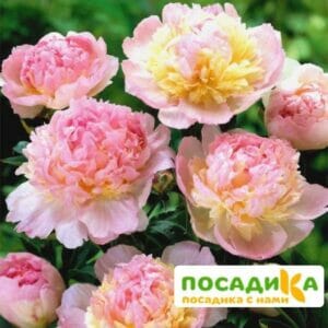 Пион Распберри Сандей (Paeonia Raspberry Sundae) купить по цене от 959р. в интернет-магазине «Посадика» с доставкой почтой в в Гагарине и по всей России – [изображение №1].