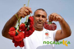 Клубника Гигант Джорнея купить по цене от 266р. в интернет-магазине «Посадика» с доставкой почтой в в Гагарине и по всей России – [изображение №1].