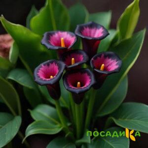 Калла Аура Лейс купить по цене от 400р. в интернет-магазине «Посадика» с доставкой почтой в в Гагарине и по всей России – [изображение №1].