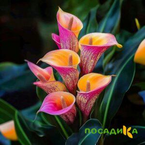 Калла Оникс купить по цене от 450р. в интернет-магазине «Посадика» с доставкой почтой в в Гагарине и по всей России – [изображение №1].