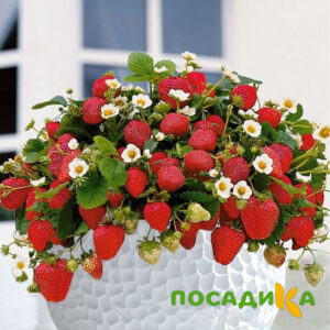 Клубника Рубиновый Шепот (горшечная) купить по цене от 240р. в интернет-магазине «Посадика» с доставкой почтой в в Гагарине и по всей России – [изображение №1].