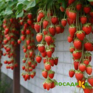 Клубника вьющаяся Комплимент купить по цене от 470р. в интернет-магазине «Посадика» с доставкой почтой в в Гагарине и по всей России – [изображение №1].