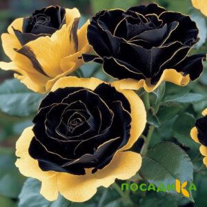 Роза Ханни Сикл купить по цене от 700р. в интернет-магазине «Посадика» с доставкой почтой в в Гагарине и по всей России – [изображение №1].