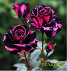 Роза Багровый Шепот купить по цене от 366р. в интернет-магазине «Посадика» с доставкой почтой в в Гагарине и по всей России – [изображение №1].