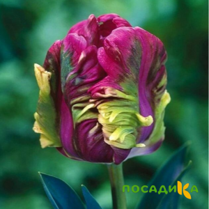 Тюльпан Экзотик Хэвен купить по цене от 186р. в интернет-магазине «Посадика» с доставкой почтой в в Гагарине и по всей России – [изображение №1].