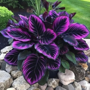 Хоста Люминоза купить по цене от 450р. в интернет-магазине «Посадика» с доставкой почтой в в Гагарине и по всей России – [изображение №1].