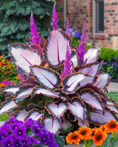 Хоста Кримэн Дрим купить по цене от 549р. в интернет-магазине «Посадика» с доставкой почтой в в Гагарине и по всей России – [изображение №1].