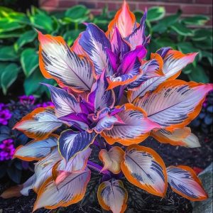 Хоста Эмеральд Тиара купить по цене от 602р. в интернет-магазине «Посадика» с доставкой почтой в в Гагарине и по всей России – [изображение №1].