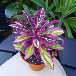 Хоста Сильвер Стик купить по цене от 650р. в интернет-магазине «Посадика» с доставкой почтой в в Гагарине и по всей России – [изображение №1].