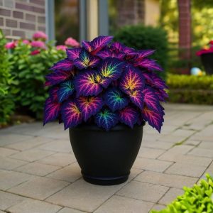 Хоста Фрости Блю купить по цене от 389р. в интернет-магазине «Посадика» с доставкой почтой в в Гагарине и по всей России – [изображение №1].