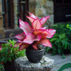 Хоста Розовая Симфония купить по цене от 800р. в интернет-магазине «Посадика» с доставкой почтой в в Гагарине и по всей России – [изображение №1].