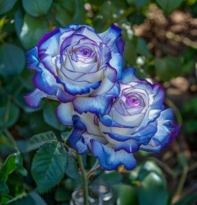 Роза Пэтолз Хоуп купить по цене от 333р. в интернет-магазине «Посадика» с доставкой почтой в в Гагарине и по всей России – [изображение №1].