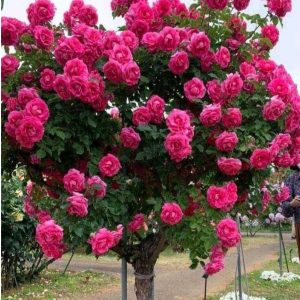 Роза Версаля купить по цене от 232р. в интернет-магазине «Посадика» с доставкой почтой в в Гагарине и по всей России – [изображение №1].