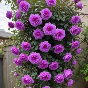 Роза Мистик Уайт купить по цене от 620р. в интернет-магазине «Посадика» с доставкой почтой в в Гагарине и по всей России – [изображение №1].