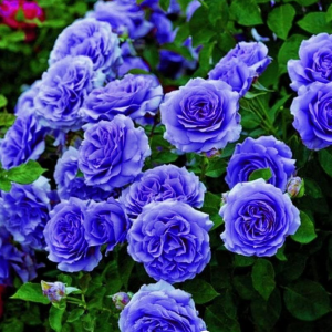 Роза Блю Мун купить по цене от 450р. в интернет-магазине «Посадика» с доставкой почтой в в Гагарине и по всей России – [изображение №1].