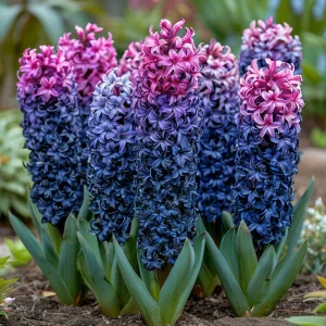 Гиацинт Блю Спринг купить по цене от 2099р. в интернет-магазине «Посадика» с доставкой почтой в в Гагарине и по всей России – [изображение №1].