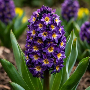 Гиацинт Вельвет Колор купить по цене от 2099р. в интернет-магазине «Посадика» с доставкой почтой в в Гагарине и по всей России – [изображение №1].