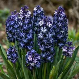 Гиацинт Блум Клауд купить по цене от 2099р. в интернет-магазине «Посадика» с доставкой почтой в в Гагарине и по всей России – [изображение №1].