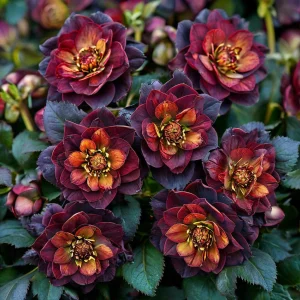 Морозник Сноу Дроп купить по цене от 348р. в интернет-магазине «Посадика» с доставкой почтой в в Гагарине и по всей России – [изображение №1].