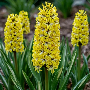 Гиацинт Сансет Голд купить по цене от 2099р. в интернет-магазине «Посадика» с доставкой почтой в в Гагарине и по всей России – [изображение №1].