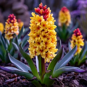 Гиацинт Миднайт Мистери купить по цене от 2099р. в интернет-магазине «Посадика» с доставкой почтой в в Гагарине и по всей России – [изображение №1].