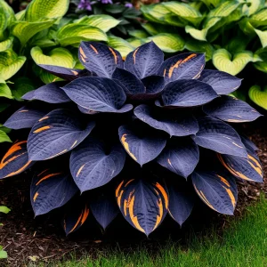 Хоста Умбра купить по цене от 349р. в интернет-магазине «Посадика» с доставкой почтой в в Гагарине и по всей России – [изображение №1].