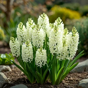 Гиацинт Дрим Трейл купить по цене от 2099р. в интернет-магазине «Посадика» с доставкой почтой в в Гагарине и по всей России – [изображение №1].