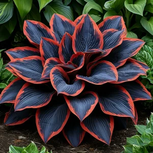 Хоста Солнечный Агат купить по цене от 440р. в интернет-магазине «Посадика» с доставкой почтой в в Гагарине и по всей России – [изображение №1].