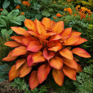 Хоста Солнечный Нектар купить по цене от 605р. в интернет-магазине «Посадика» с доставкой почтой в в Гагарине и по всей России – [изображение №1].