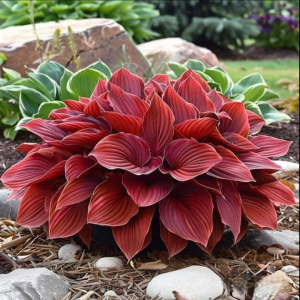 Хоста Рэд Эйнджл купить по цене от 549р. в интернет-магазине «Посадика» с доставкой почтой в в Гагарине и по всей России – [изображение №1].