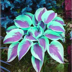 Хоста Висперин Бьюти купить по цене от 379р. в интернет-магазине «Посадика» с доставкой почтой в в Гагарине и по всей России – [изображение №1].