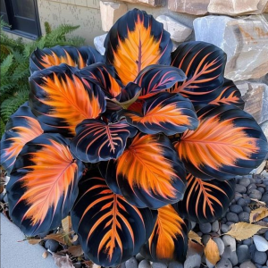 Хоста Сикрет Форест купить по цене от 601р. в интернет-магазине «Посадика» с доставкой почтой в в Гагарине и по всей России – [изображение №1].