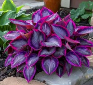 Хоста Сикрет Гарденс купить по цене от 549р. в интернет-магазине «Посадика» с доставкой почтой в в Гагарине и по всей России – [изображение №1].