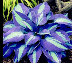 Хоста Аурелия купить по цене от 450р. в интернет-магазине «Посадика» с доставкой почтой в в Гагарине и по всей России – [изображение №1].