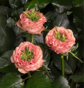 Роза Амбер Инчант купить по цене от 495р. в интернет-магазине «Посадика» с доставкой почтой в в Гагарине и по всей России – [изображение №1].