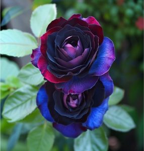 Роза Скарлет Рэвери купить по цене от 489р. в интернет-магазине «Посадика» с доставкой почтой в в Гагарине и по всей России – [изображение №1].