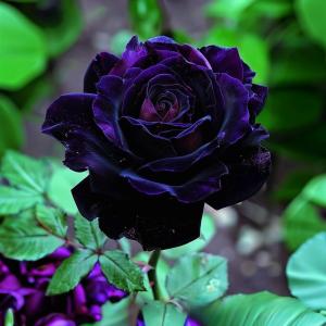 Роза Блэк Пантер купить по цене от 319р. в интернет-магазине «Посадика» с доставкой почтой в в Гагарине и по всей России – [изображение №1].