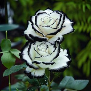 Роза Силк Ивин купить по цене от 319р. в интернет-магазине «Посадика» с доставкой почтой в в Гагарине и по всей России – [изображение №1].