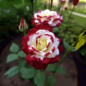 Роза Роял Глом купить по цене от 401р. в интернет-магазине «Посадика» с доставкой почтой в в Гагарине и по всей России – [изображение №1].