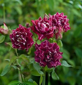 Роза Опаловый Пейзаж купить по цене от 490р. в интернет-магазине «Посадика» с доставкой почтой в в Гагарине и по всей России – [изображение №1].