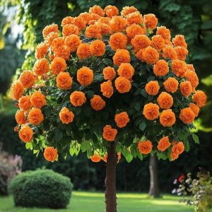 Роза Солнечный Шарм купить по цене от 349р. в интернет-магазине «Посадика» с доставкой почтой в в Гагарине и по всей России – [изображение №1].