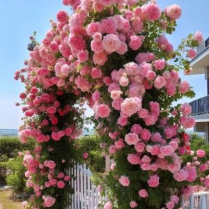 Роза Пастель Розе купить по цене от 605р. в интернет-магазине «Посадика» с доставкой почтой в в Гагарине и по всей России – [изображение №1].