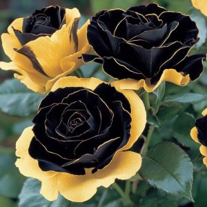 Роза Ханни Сикл купить по цене от 700р. в интернет-магазине «Посадика» с доставкой почтой в в Гагарине и по всей России – [изображение №1].