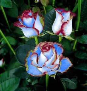 Роза Сафайер Пэтл купить по цене от 450р. в интернет-магазине «Посадика» с доставкой почтой в в Гагарине и по всей России – [изображение №1].