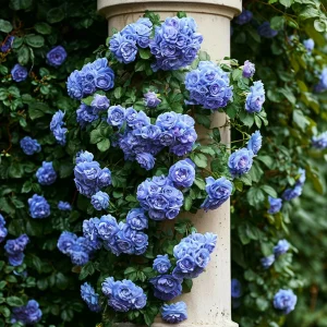 Роза плетистая Блю Перпл купить по цене от 540р. в интернет-магазине «Посадика» с доставкой почтой в в Гагарине и по всей России – [изображение №1].